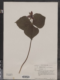 Trillium erectum image