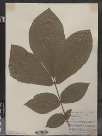 Carya alba image
