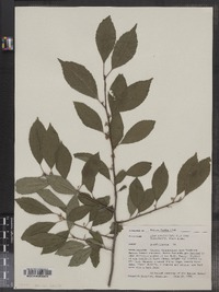 Ilex verticillata image