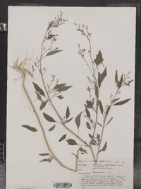 Chenopodium simplex image