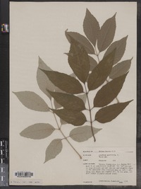 Fraxinus americana image