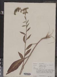 Solidago latissimifolia image