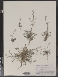 Cardamine pensylvanica image