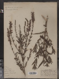 Lythrum salicaria image