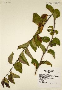 Malus prunifolia image