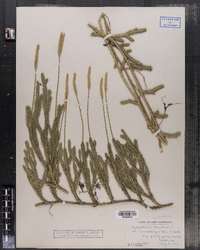 Lycopodium clavatum image