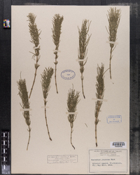 Equisetum pratense image