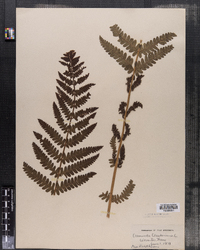 Osmunda claytoniana image