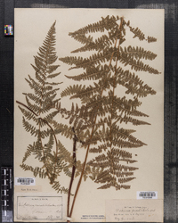 Dennstaedtia punctilobula image