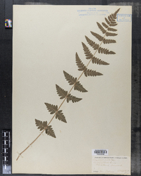 Dryopteris cristata image