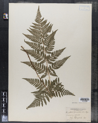 Dryopteris carthusiana image