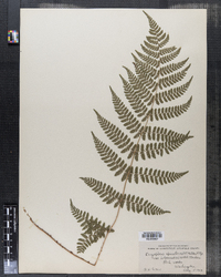 Dryopteris intermedia image