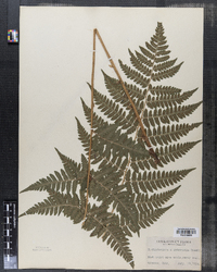 Dryopteris clintoniana image