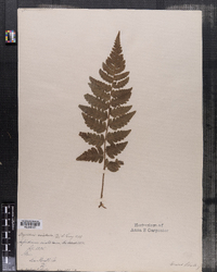 Dryopteris cristata image