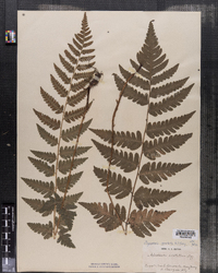 Dryopteris cristata image