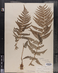 Dryopteris marginalis image