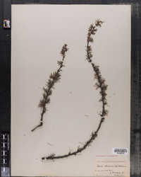 Larix laricina image