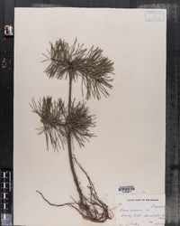 Pinus resinosa image