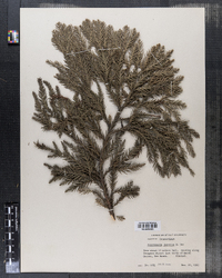 Cryptomeria japonica image