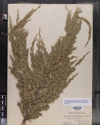 Juniperus horizontalis image