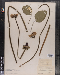 Image of Nymphaea variegata