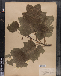 Liriodendron tulipfera image