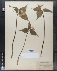 Image of Trillium angustipetalum