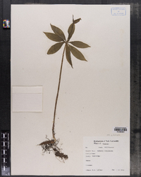 Medeola virginiana image