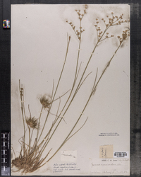 Juncus acuminatus image