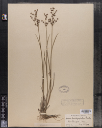 Juncus brachycephalus image