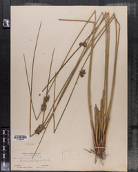 Juncus effusus image