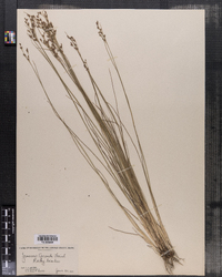 Juncus gerardii image