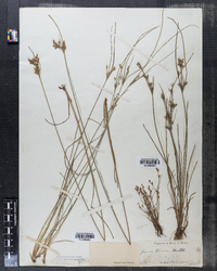 Juncus tenuis image