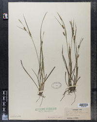 Carex conoidea image