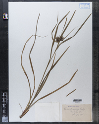 Carex intumescens image