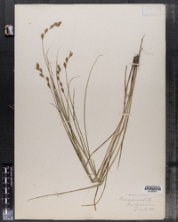 Carex scoparia image