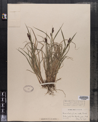 Image of Carex atrata var. ovata