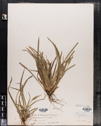 Carex backii image