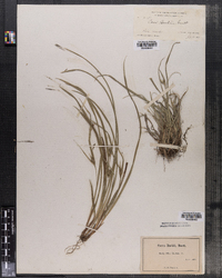 Carex backii image