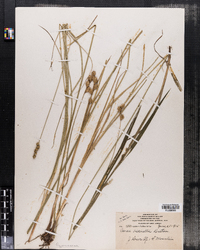 Carex bicknellii image