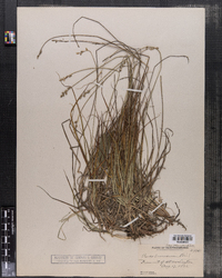 Carex brunnescens image