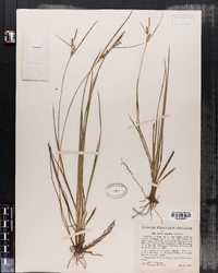 Carex conoidea image