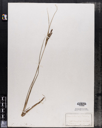 Carex lenticularis image