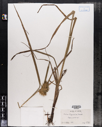 Carex lupulina image
