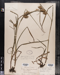 Carex lupulina image