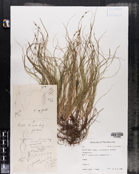 Carex novae-angliae image