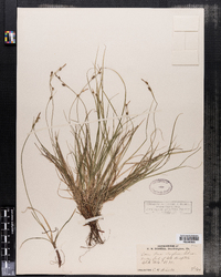 Carex novae-angliae image