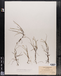 Carex pauciflora image