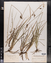 Carex magellanica ssp. irrigua image