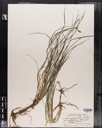 Carex magellanica ssp. irrigua image